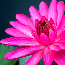 etusivu-kauneushoitolalea-oulu-